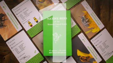 One Deck - Native Bee Flashcards!